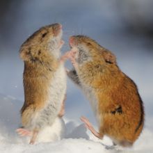 Like many animals, field mice (<em >Apodemus agrarius</em>) fight to protect their territories.