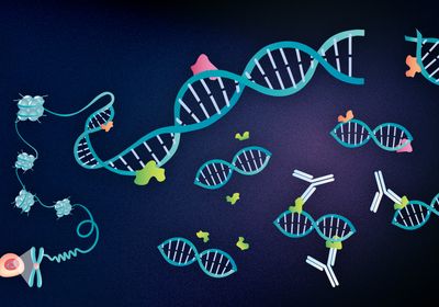 A chromosome is gradually unwinding until the DNA double helix is visible. Proteins interact with parts of the DNA. Antibodies are attached to these protein-DNA interacting regions.