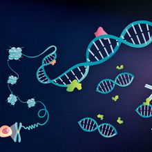 A chromosome is gradually unwinding until the DNA double helix is visible. Proteins interact with parts of the DNA. Antibodies are attached to these protein-DNA interacting regions.