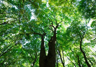 A big tree in a forest.