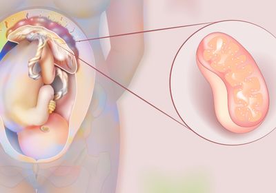 On the left, a diagram of a fetus and placenta inside the abdomen of a pregnant person, on the right, a pink mitochondrion.