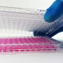 A photo of a scientist placing a sensing lid onto a 96-well microplate before attaching Resipher.