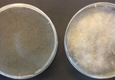 Two agar plates are shown. The one on the left shows black sporulating fungi, while the one on the right has white fungi reproducing without spores.