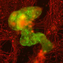 Image of aggregated anthrobots (green) forming a bridge between two neuronal cells (red).