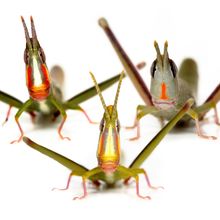 Three grasshoppers