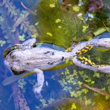 A closeup of a dead frog floating in water with aquatic plants underneath it