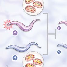 How C. elegans Transmit Stress Signals to Offspring