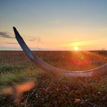 A fossilized mammoth tusk sitting in a grassy field during sunset&nbsp;