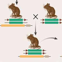 Infographic showing the breeding schematic to generate Cre-loxP tissue-specific knockout mice.