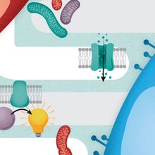 Infographic showing the multifaceted role of mitochondria