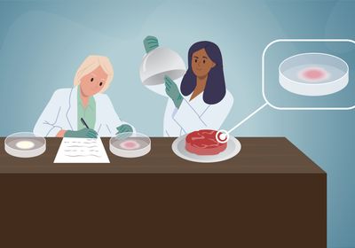 Two scientists at a table with two petri dishes of mold. One scientist opens a cloche revealing a meat-like patty made of koji mold.