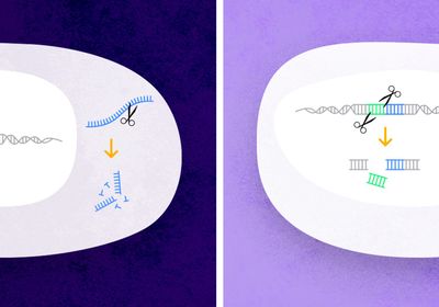 Two cells on a purple background. Two mechanisms of gene silencing are shown in the cell on the left, while a double-strand break in a DNA region is shown in the cell on the right.