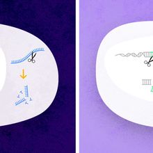 Two cells on a purple background. Two mechanisms of gene silencing are shown in the cell on the left, while a double-strand break in a DNA region is shown in the cell on the right.