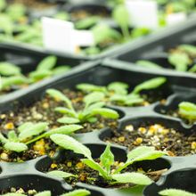 Small <em >Arabidopsis</em> seedlings are grown indoors.