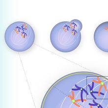 Infographic depicting one way centromeres can &quot;cheat&quot; during meiosis