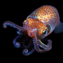 Hawaiian Bobtail squid