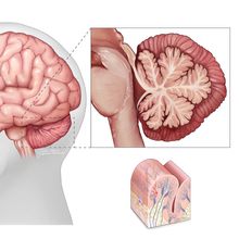 Illustration of the cerebellum&nbsp;