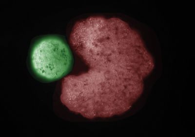 Stem cells are compressed into a ball (green) by a C-shaped biobot (red).