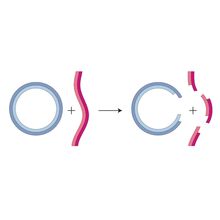 Image showing recombinant DNA