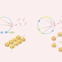 Infographic: The Role of Extrachromosomal DNA in Cancer