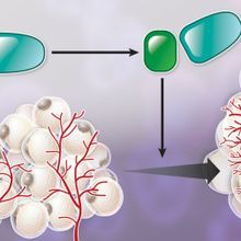 Infographic: How Pregnancy Changes Fat Tissue