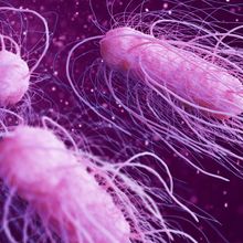 salmonella bacteria 3d illustration