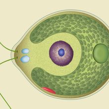 Structure of a Chlamydomonas, green algae