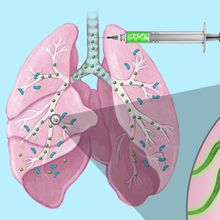 Illustration showing microscopic algae swim through mouse lungs and deliver nanoparticles of an antibiotic attached to their surfaces