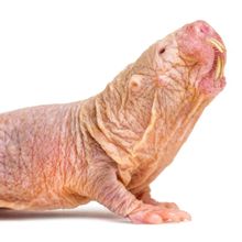 Naked mole rat