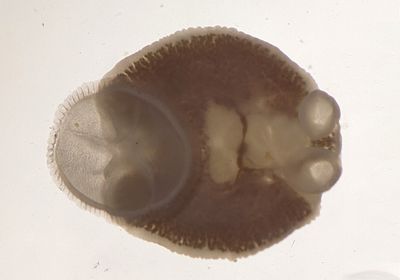 A monogenean flatworm