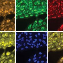 The image shows six different panels containing cells. On each panel, the cells are labelled using a different fluorescent dye that highlights features of a specific organelle within the cells.