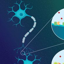 Illustration showing how iGluSnFR3, tracks glutamate release at the synapse level. Upon binding to glutamate, the reporter changes its conformation, intensifying the signal of its fluorescent protein.