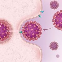 Infographic: How SARS-CoV-2 Immune Responses May Differ by Sex