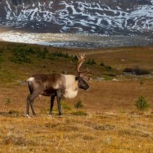 Photo of a North American caribou (Rangifer tarandus) in Jasper National Park in Canada