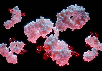 A 3D rendering of an antibody drug conjugate with attached cytotoxic payloads.