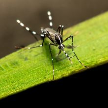 mosquito on leaf