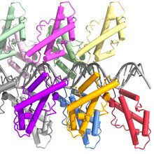 Ribbon diagram of the bacterial histone Bd0055