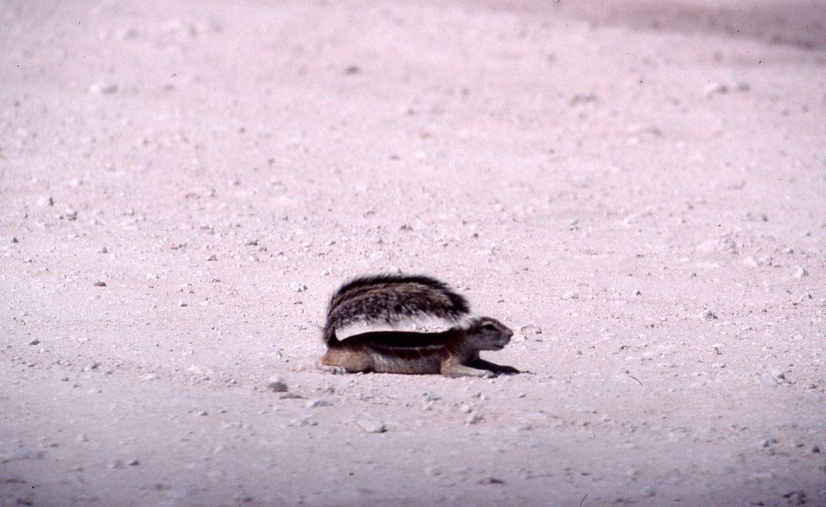 A Cape ground squirrel lies flat against the ground in a position called splooting, using its bushy tail to cast the rest of its body in shade.