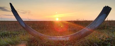 A fossilized mammoth tusk sitting in a grassy field during sunset