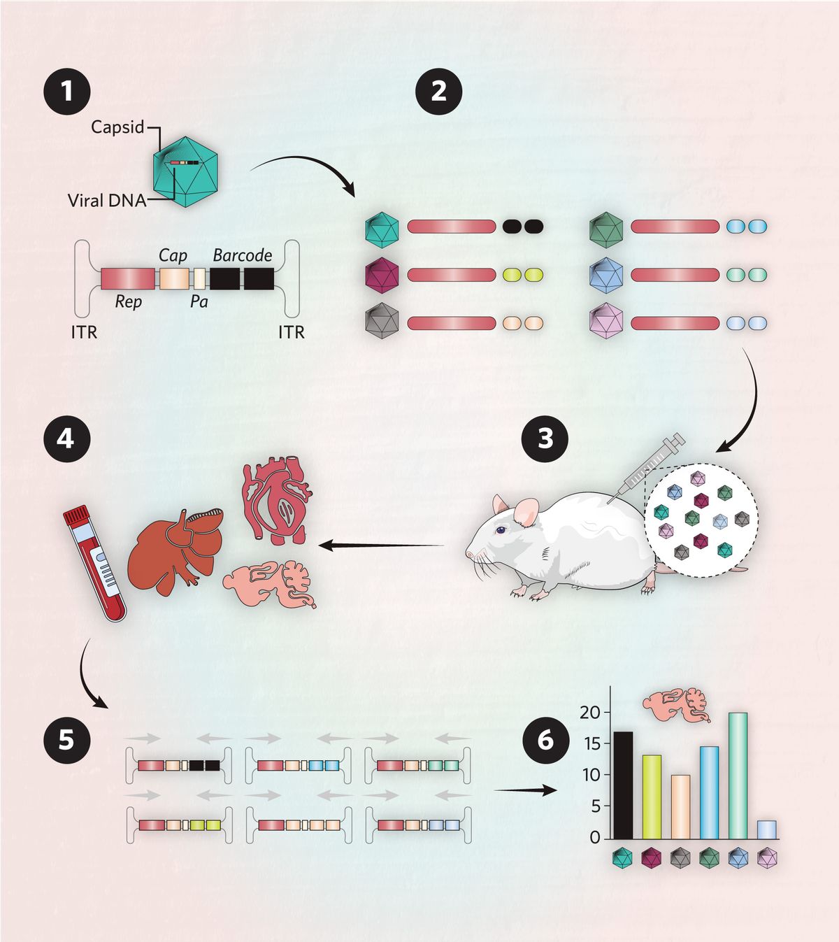 Illustration showing DNA barcoding with next-generation sequencing