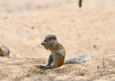 A Cape ground squirrel sits upright on its hind legs, holding its forelimbs up to its face.