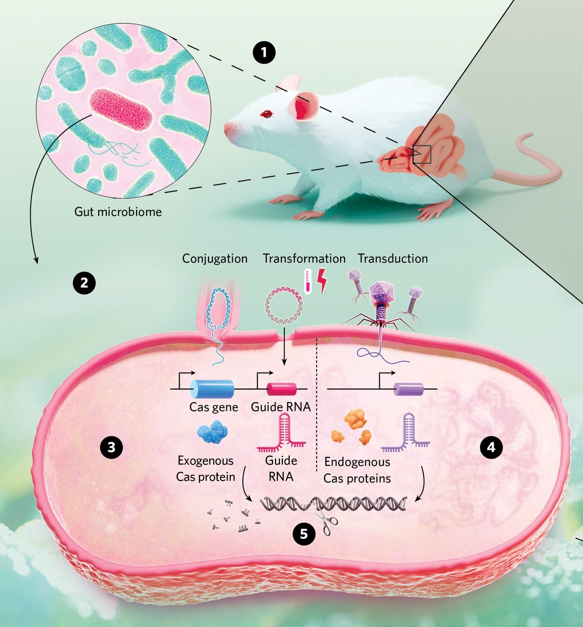 A bacterium in the gut microbiome of a mouse is highlighted. Three mechanisms for CRISPR delivery are shown on the bacterial cell.