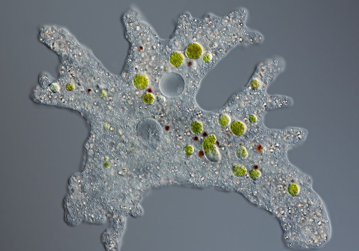 Microscopic image of a live amoeba.