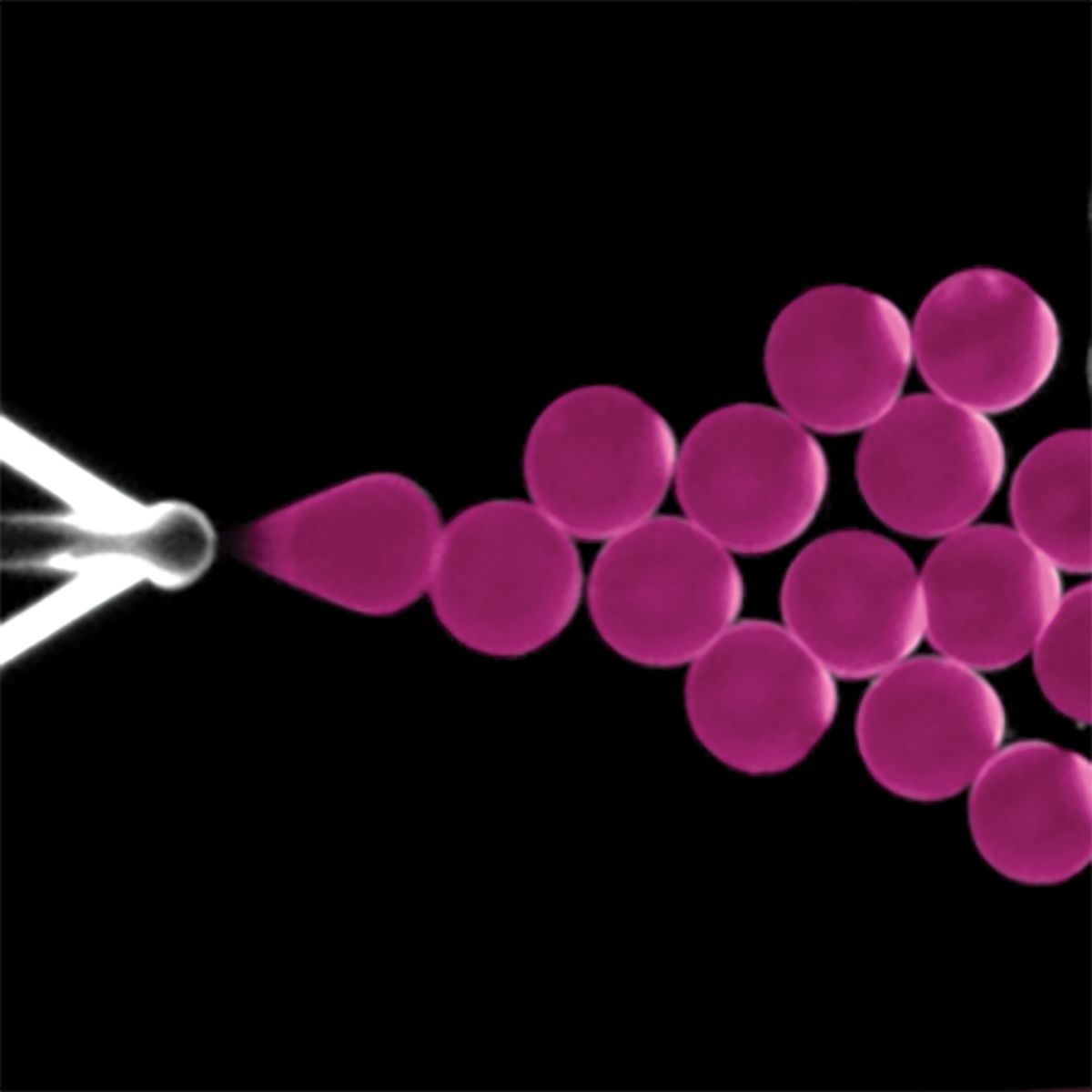 Microfluidic device producing pink droplets.