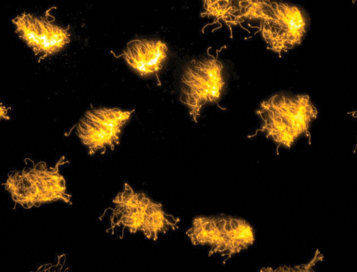 A high magnification image of the cilia present on the surface of the xenobot.