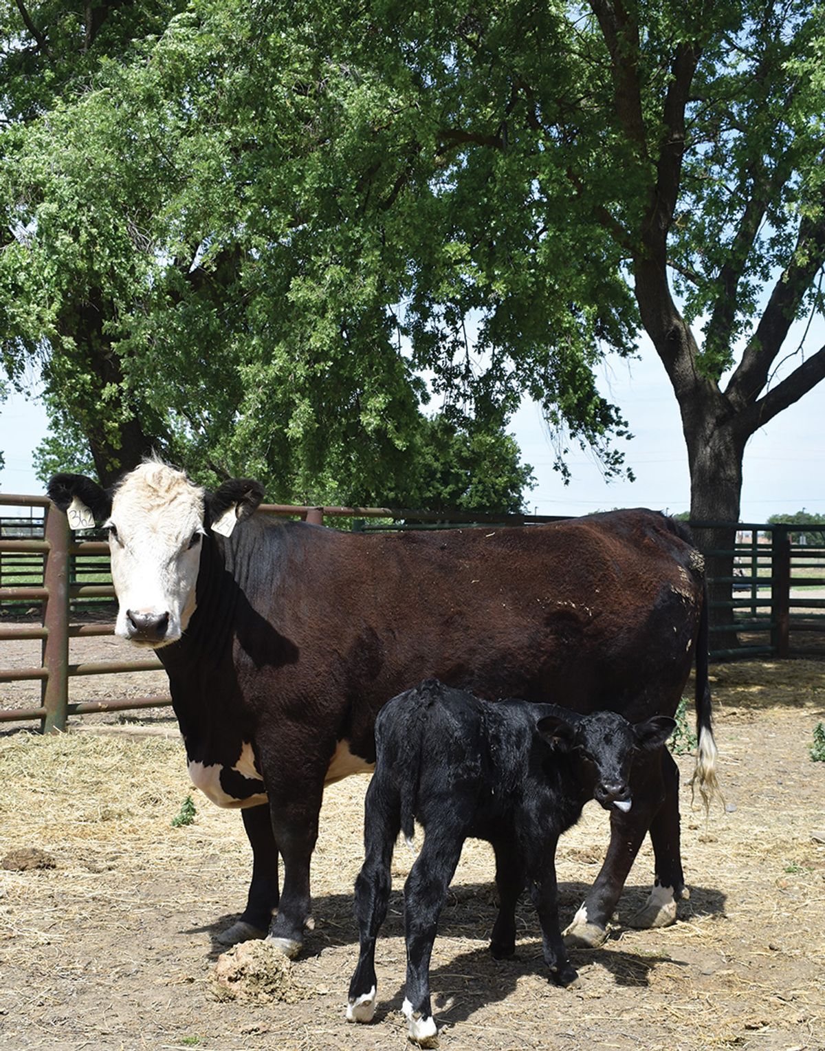 Image of Cosmo (black calf) standing in front of his mother.