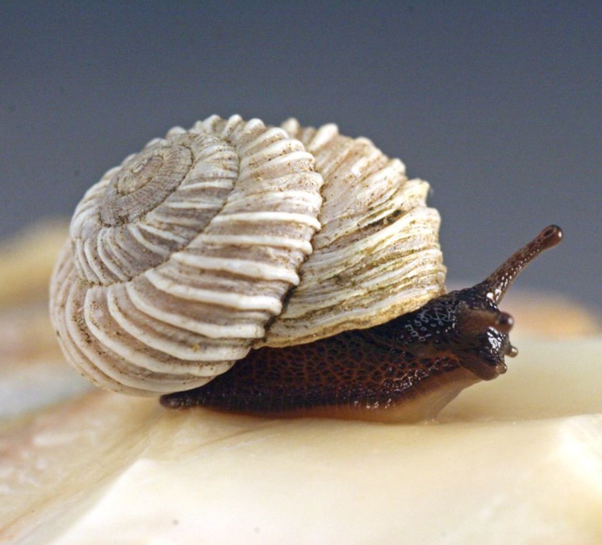 A costate Mountainsnail