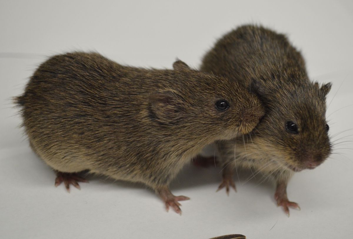 Two prairie voles are interacting with one another. The vole on the left sniffs the cheek of the vole on the right.