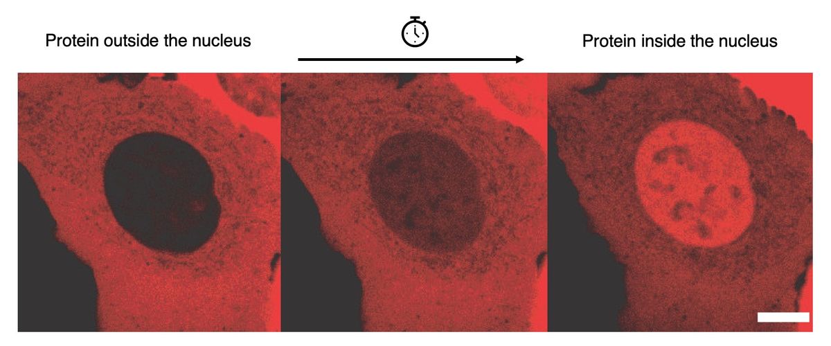 Three images of the same cell taken at different intervals, showing fluorescence originally in the cytoplasm accumulated in the nucleus over time.