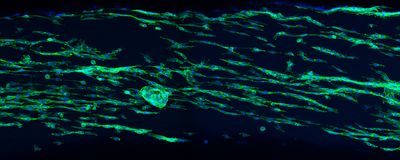 Cells colored in fluorescent green and blue are shown oriented in parallel with each other.